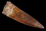 Real Spinosaurus Tooth - Beautiful Preservation #90154-1